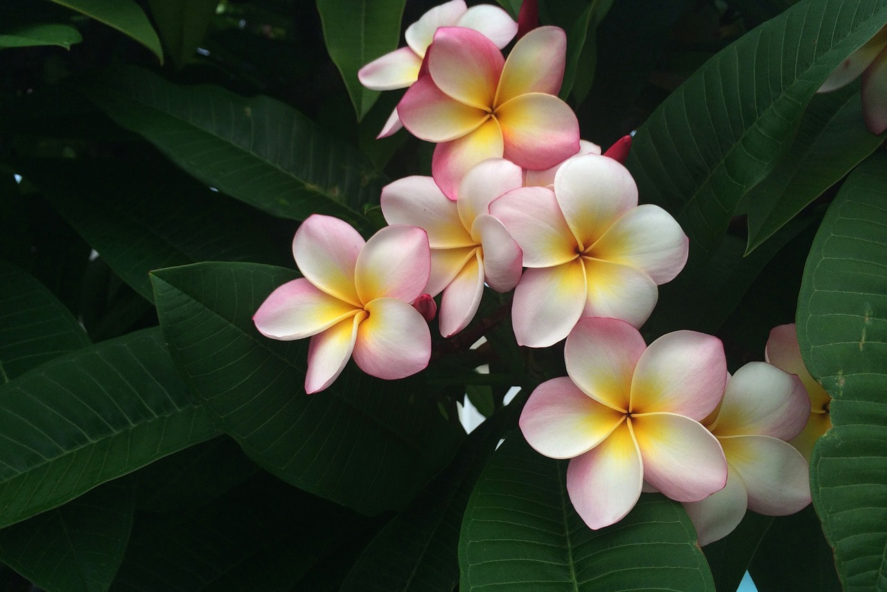 beautiful hawaiian flowers, white and pink on a green leaf