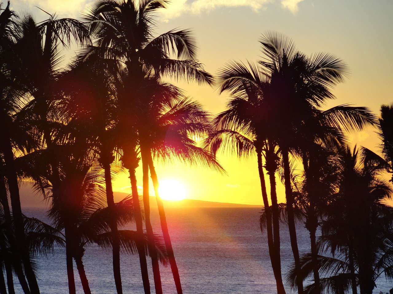 silhouette of palm trees in the sunset on the beach